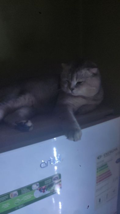 Вязка скотиш фолд