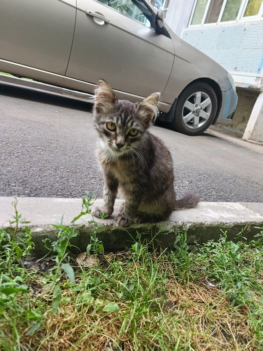 Котенок в добрые руки