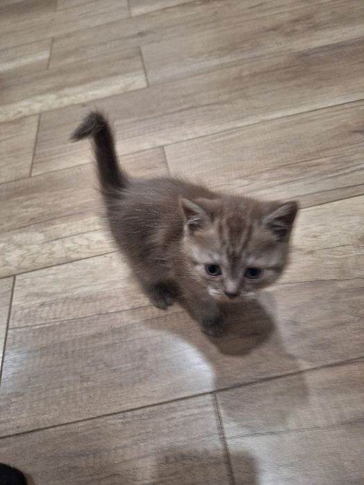 Продаем Кот породистый