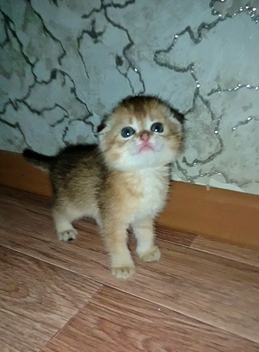 Шатланскии кошка