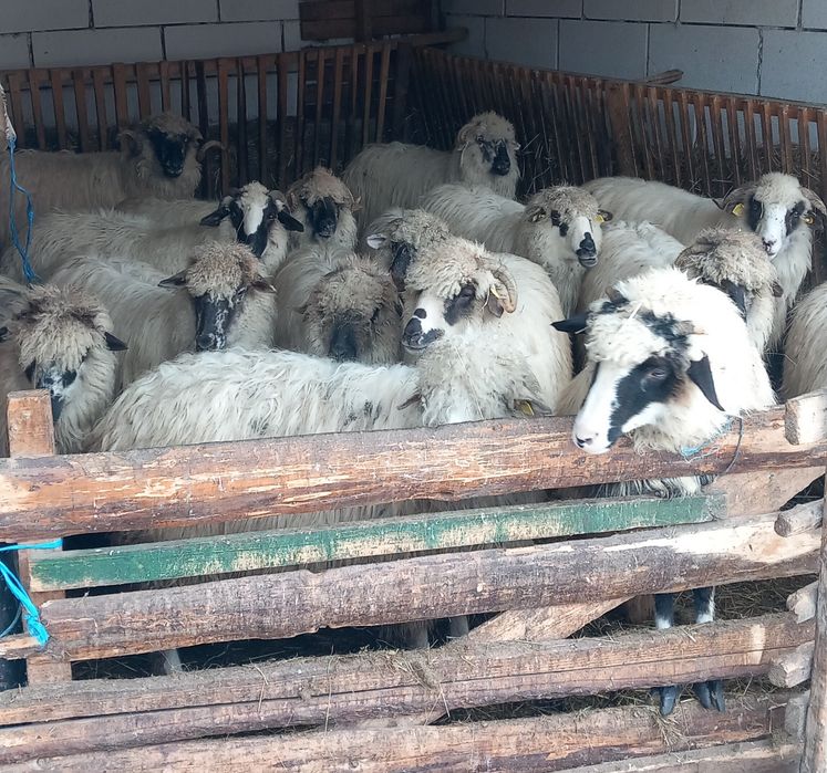 Vând oii cu miei și fără