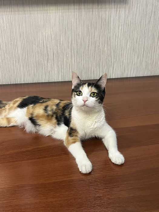 Скоттиш страйт кошка