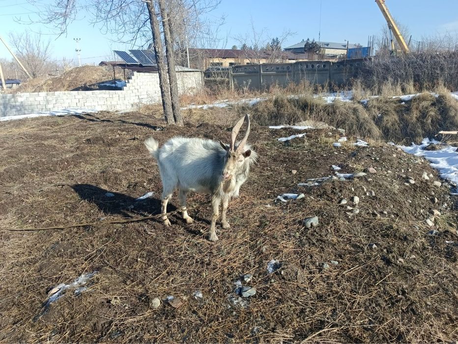 Продается козел живой