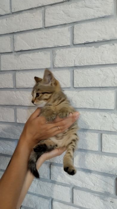 Отдам котенка, мальчик