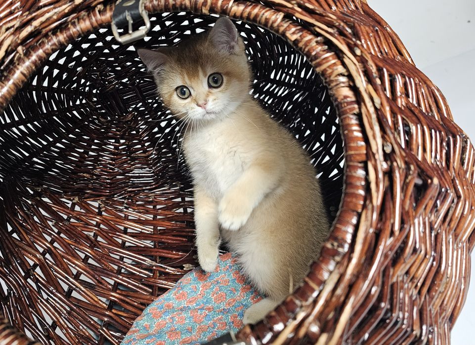 Късокосместо котенце