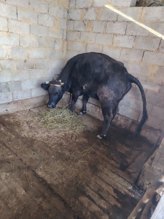 Продам карова сроч