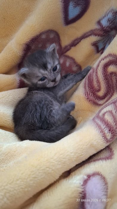 Шотландский вислоухий котят