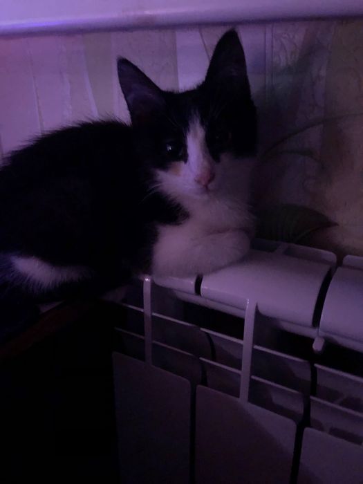 отдам кота в добрые ручки