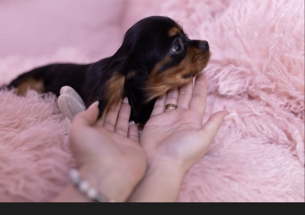 Кавалер Кинг Чарльз спаниель