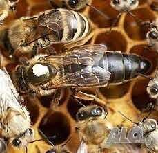 Пчелни майки - Карпатска - Карника - Записване за 2026