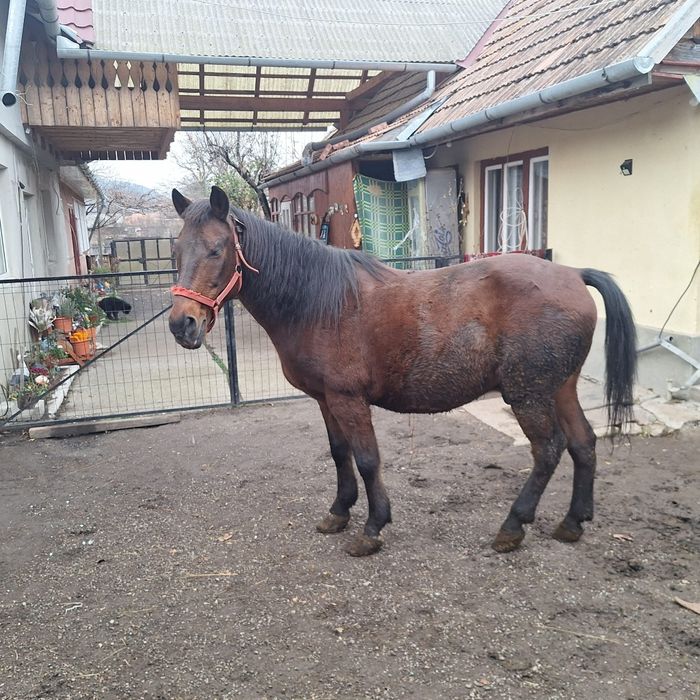 Cal de vinzare bun de tras nu musca nu  zvirle