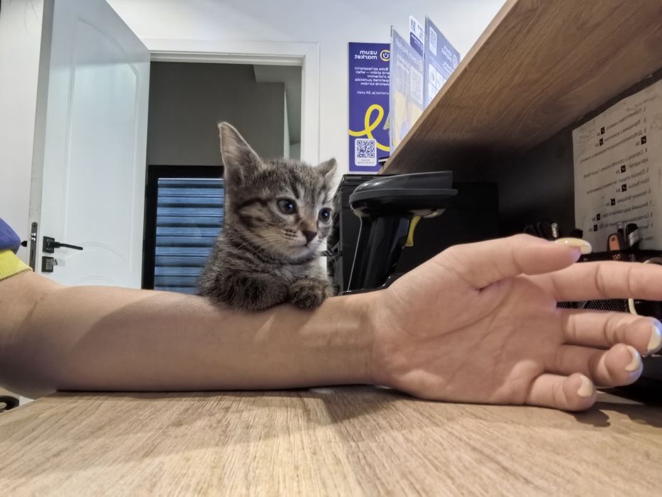 Отдам котёночка в добрые руки