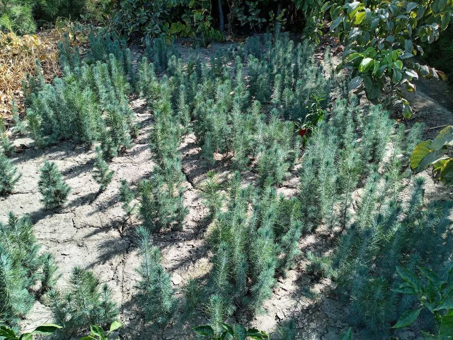 Сосна ва бошқа турдаги арчалар!