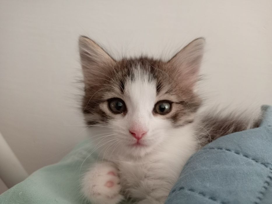 Котенок в добрые руки