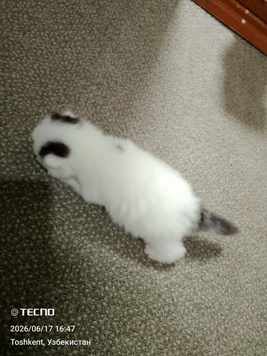 Вислоухие котята