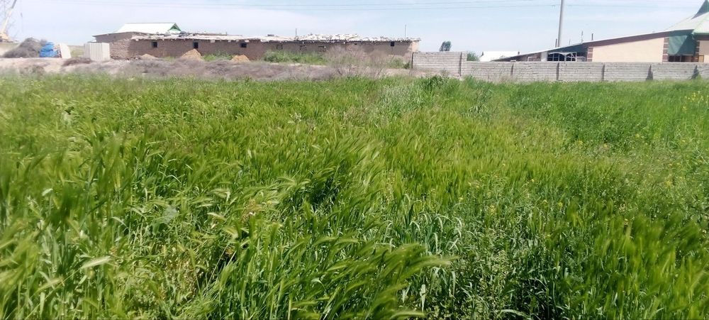 Yer sotiladi 18 sotix muljal Qumqoʻrgʻon neftibaza