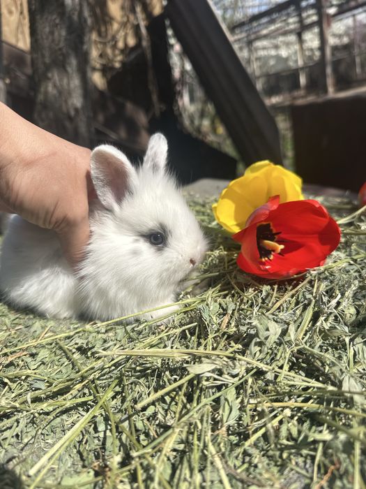 Кролики декоративные карликовые