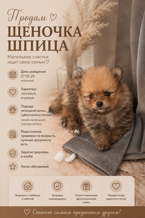 Щенок Шпица (мальчик)