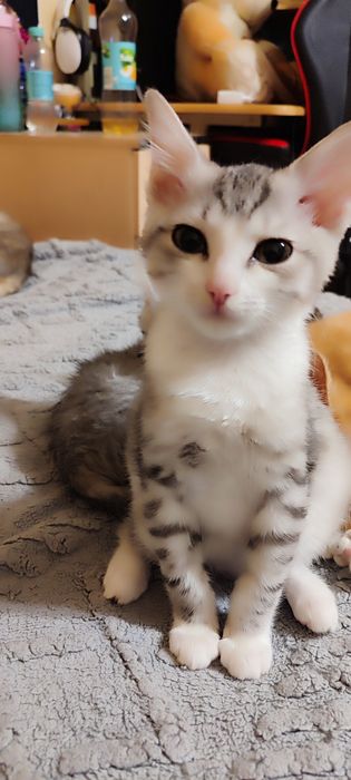 Отдам в добрые руки котят