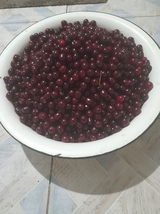 Продаю  домашн  вишню