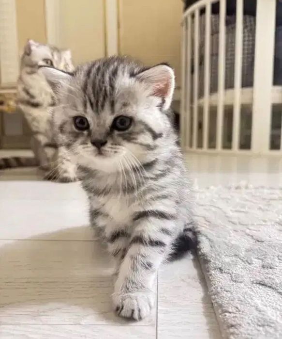 Прелестненькие Котята