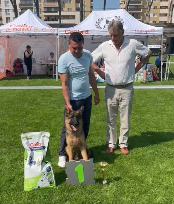 Mascul ciobanesc german 16 luni cu pedigree top