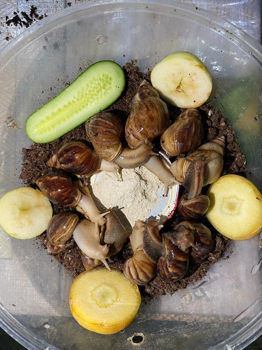 Соглом актив улиткалар бор сотувда