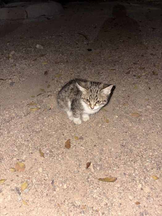 Котенок девочка