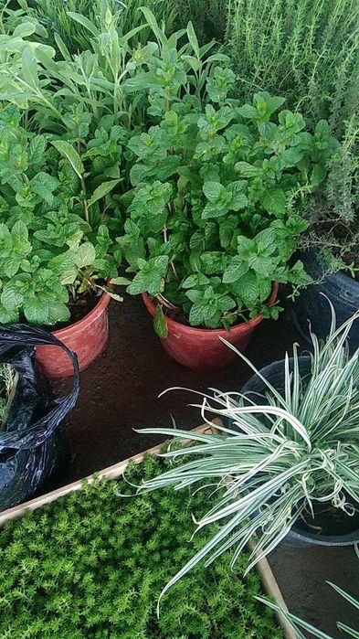 Продается - лаванда, розмарин, чабрец, мята и  пряные сорта