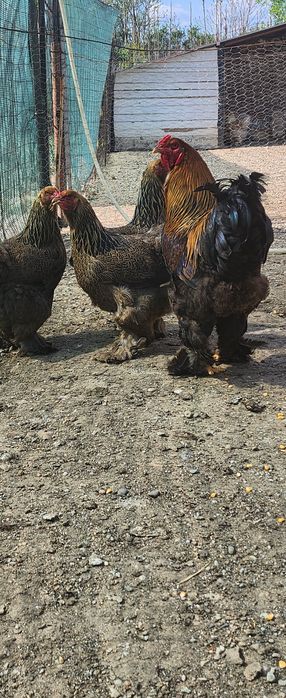 Pui de rasă brahma cochinchina potârnichiu