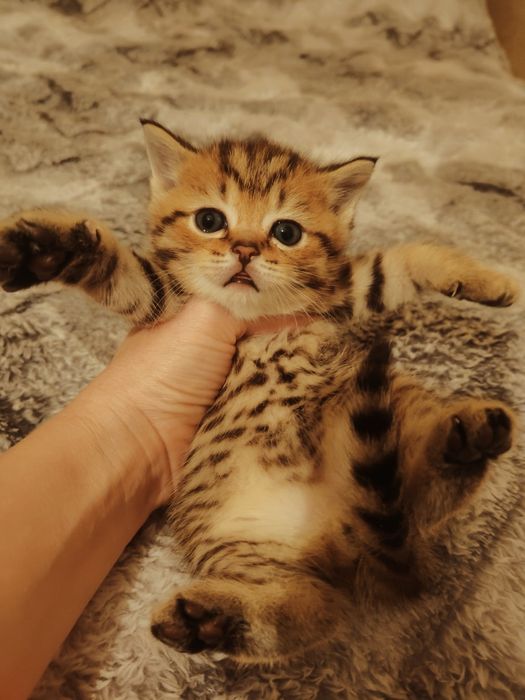 Золотистый табби котик