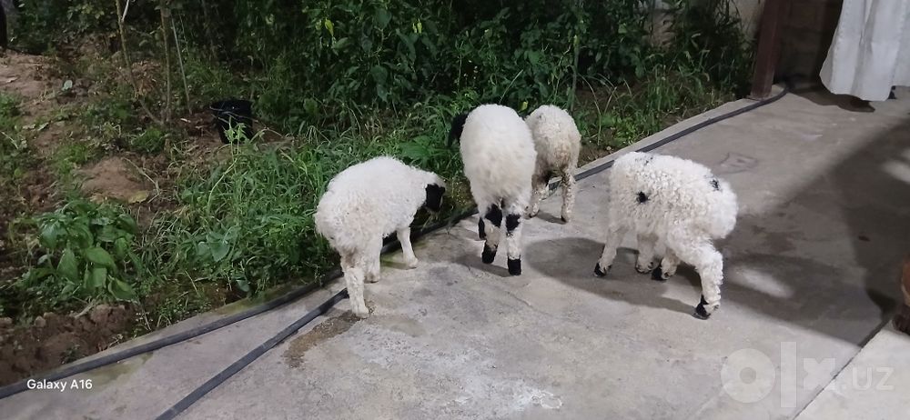 Qoʻzichoqla sotiladi. Oq qora 3 ta, bittasi kotta qogani kichkina