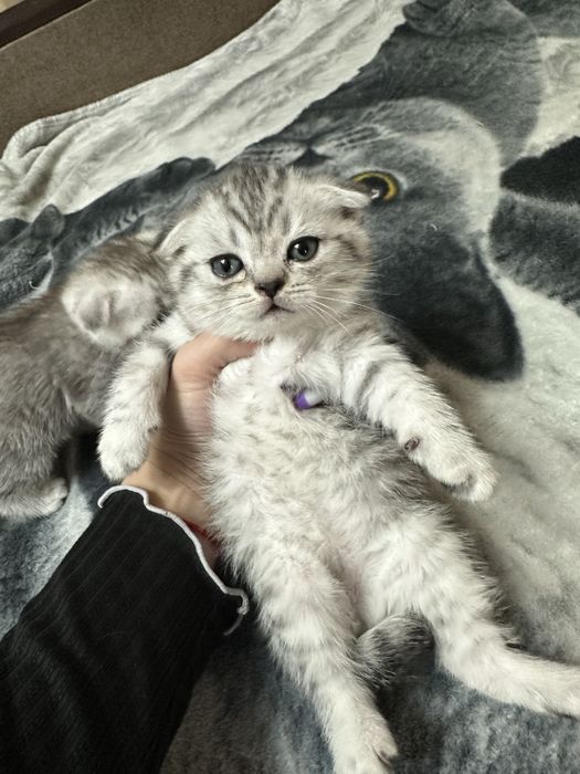Продам шотландских котят