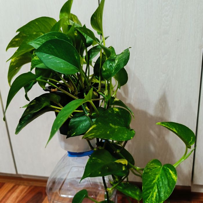 Комнатные растения -Эпипремнум