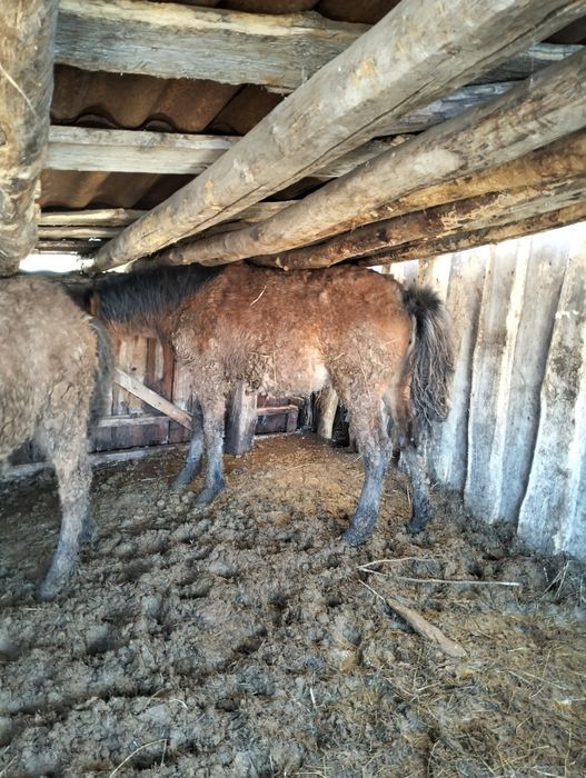 Продам жеребят девочки