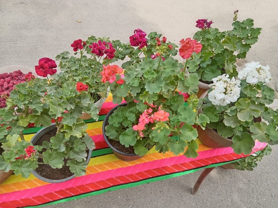 Продам домашние цветы Герань