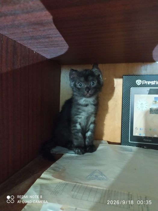 отдам котят 2-месячных