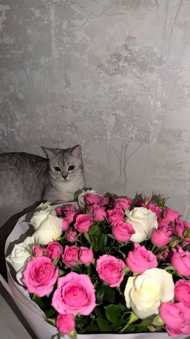 Отдадим в хорошие руки