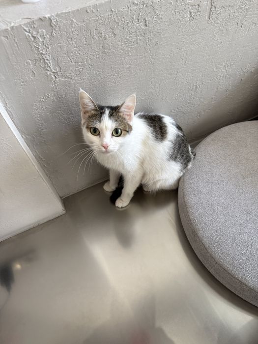 Кошечка Джессика. Стерилизована