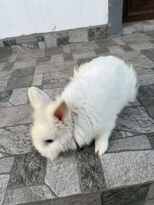 Vand sau schimb masculi cap de leu pitic