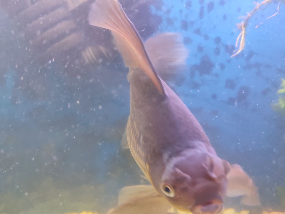 Рыбка Комета взрослая