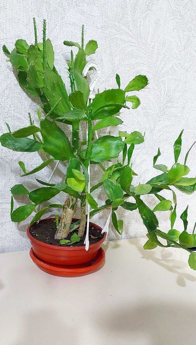 Кактус Бразилиопунция,Опунция