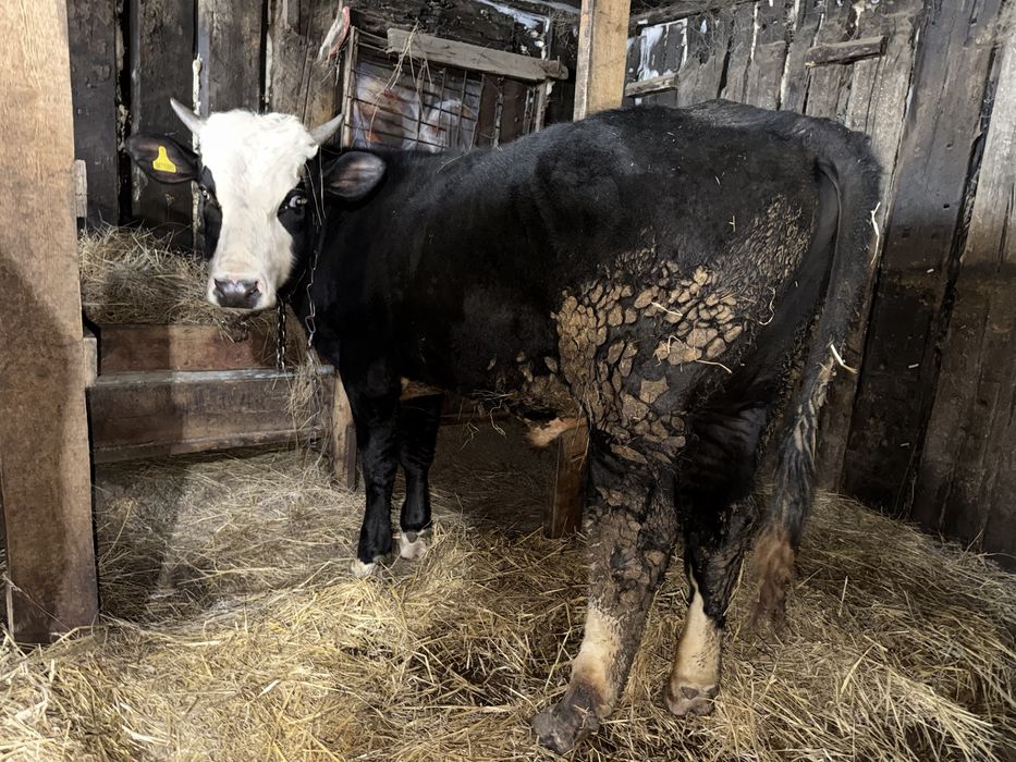 Бычки крс 3 головы