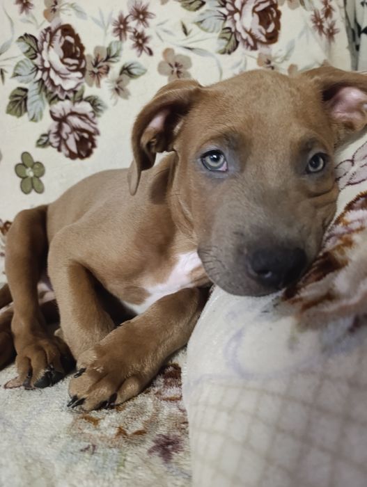 Готовятся к продаже.