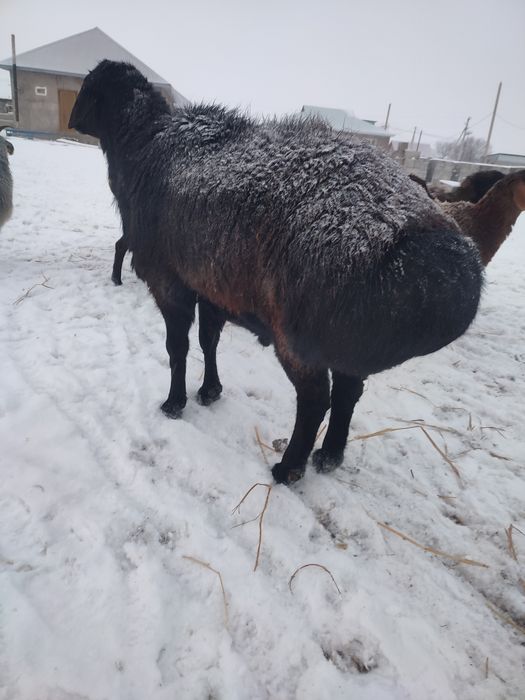 Қошқар сатылады тұқымдыққа