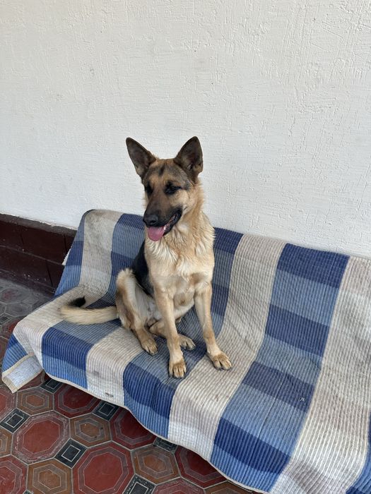 Продам   Харошую руку