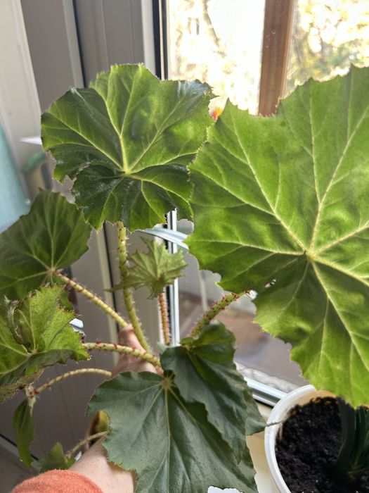 Бегония не ядовитое не прихотливое растение