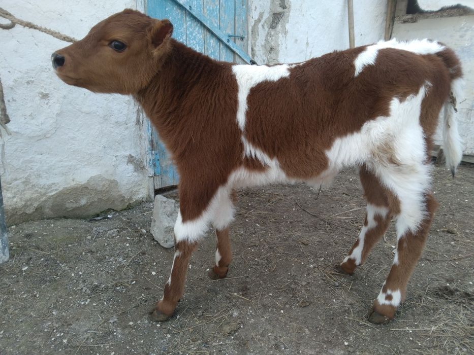 Бұзау сатылады, продам телёнка