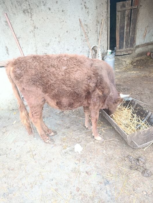 Букача уйни моли