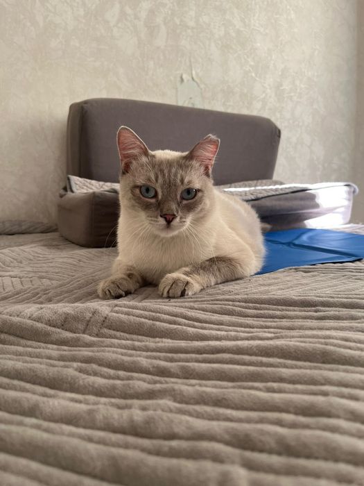 Коты Аксу бесплатно